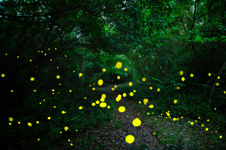 In Gotjawal Forest, a famous tourist attraction on Jeju Island, South Korea, fireflies create a...