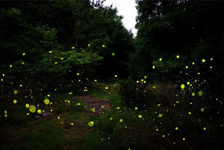 In Gotjawal Forest, a famous tourist attraction on Jeju Island, South Korea, fireflies create a...