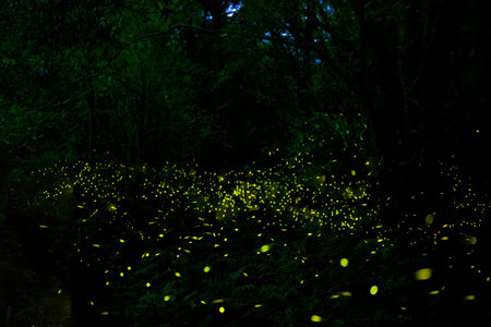 In Gotjawal Forest, a famous tourist attraction on Jeju Island, South Korea, fireflies create a wonderful scenery with beautiful lights.の写真素材