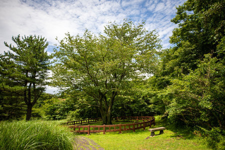This is a summer landscape of the Yoshino cherry tree, a very old protected tree in Jeju Island, South Korea.の写真素材