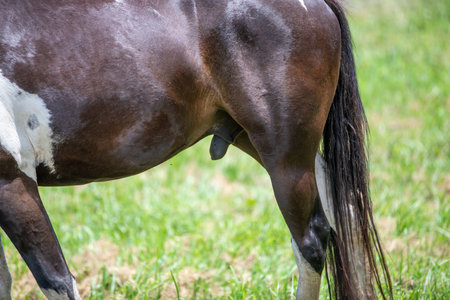 This is a view of horses eating grass at Isidol Ranch on Jeju Island, South Korea.の写真素材