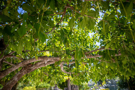 Green leaves on the branches of a tree in the garden in summer