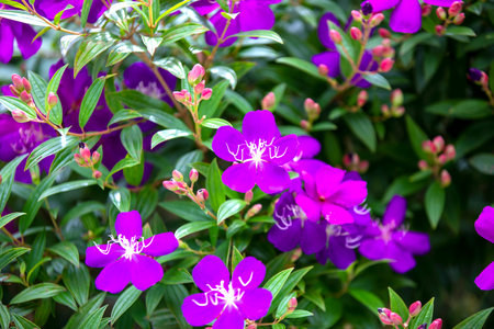 Purple flowers in the garden, Thailand. Selective focus.