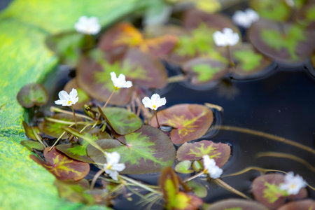 small white flowers in a small pond, macro photo, selective focusの写真素材