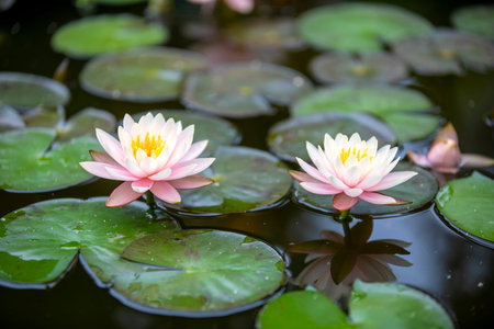 Beautiful water lily or lotus flower in the pond.の写真素材