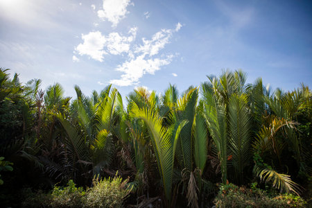 Palm trees against the blue sky with white clouds. Tropical forest.の写真素材