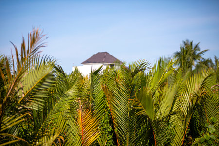 Palm trees on the background of a building in the tropicsの写真素材