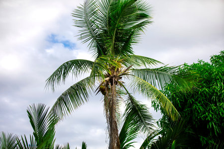 Coconut tree with blue sky and white cloud background, Thailand.
