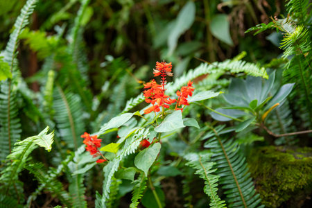 Red flowers in the tropical rainforest of Costa Rica, Central Americaの写真素材