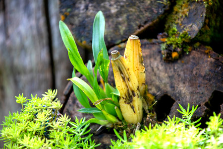Close up of bamboo shoots growing on old wood in the garden.の写真素材