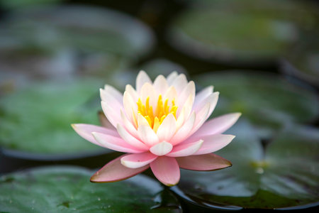 Beautiful water lily or lotus flower blooming on pondの写真素材