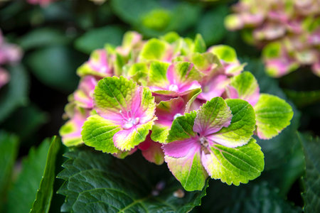 Hydrangea flower, Hydrangea macrophylla in garden