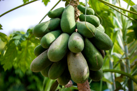 papaya fruit on the tree in the farm, stock photoの写真素材
