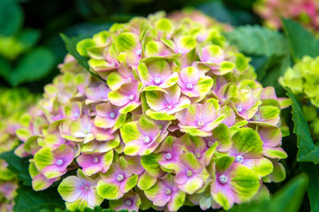 Hydrangea macrophylla or hortensia in garden