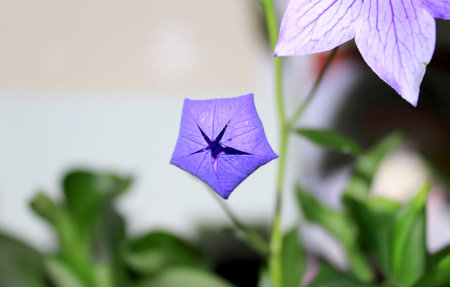 Platycodon grandiflorus, Blue bell flowerの写真素材