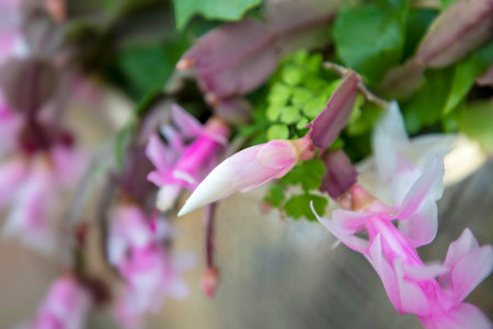 Pink and white Christmas cactus flowers in a pot, stock photoの写真素材