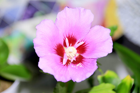 Beautiful pink hibiscus flower in the garden, stock photo