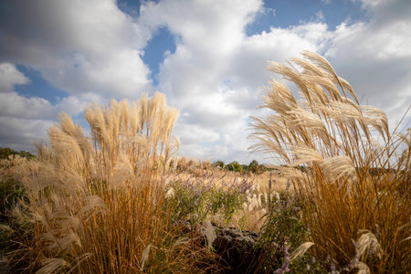 Pampas grass in the field with blue sky and white cloudsの写真素材