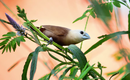 The white-headed munia (Lonchura maja) is a species of estrildid finch found in Indonesia, Malaysia,...