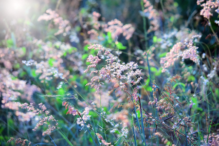 natural background of small red flowers on a cool morningの写真素材