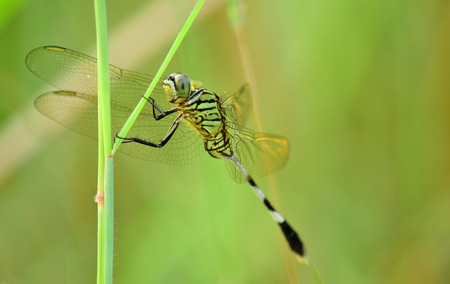 Close up detail of dragonfly. dragonfly image is wild with blur background. Dragonfly green on grassの写真素材