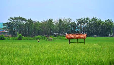 Rice field area on a clear dayの写真素材
