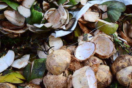 Coconut skin waste - Coconut skin after peeling and discardingの写真素材