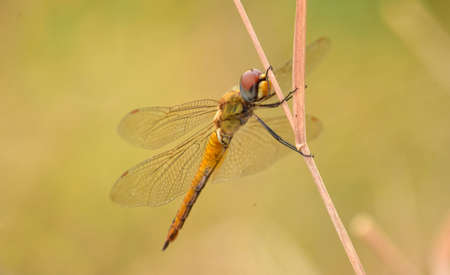 Close up detail of dragonfly.  dragonfly image is wild with blur background. Dragonfly isolated.の写真素材