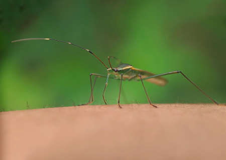 Leptocorisa oratorius - grasshopper with a bad odor, grasshopper pest of plantsの写真素材
