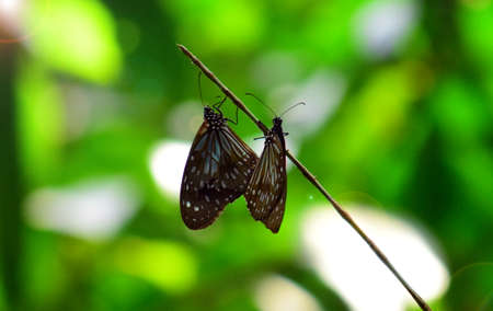 Close up details of butterflies, (Ideopsis juventa) brown butterflies on flowers against a blur backgroundの写真素材