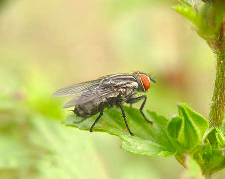 Flies (Sarcophaga Carnaria) - Close up details of flies, Isolated flies, Flies on the leavesの写真素材