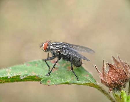 Flies (Sarcophaga Carnaria) - Close up details of flies, Isolated flies, Flies on the leavesの写真素材