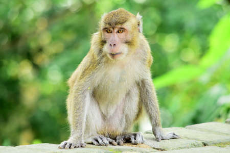 Macaca fascicularis (long-tailed monkey) or monkey in the wildの写真素材