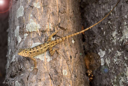 Oriental garden lizard (Calotes versicolor) - Garden lizards are relaxing on tree branches, camouflage garden lizards. Close up chameleon details.の写真素材