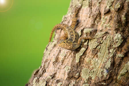 Oriental garden lizard (Calotes versicolor) - Garden lizards are relaxing on tree branches, camouflage garden lizards. Close up chameleon details.の写真素材