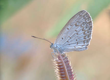 Butterfly (Zizeeria Knysna) - Close up detail of butterfly, Isolated butterfly, White butterfly perched above the flowerの写真素材