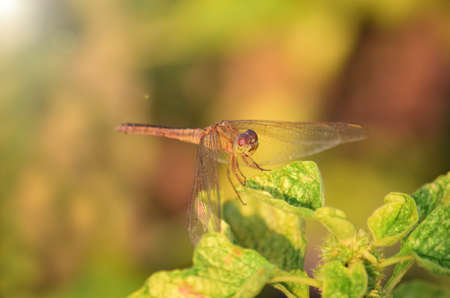 Close up detail of dragonfly.  dragonfly image is wild with blur background. Dragonfly isolated.の写真素材