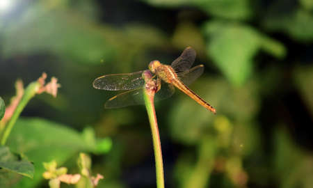 Close up detail of dragonfly.  dragonfly image is wild with blur background. Dragonfly isolated.の写真素材