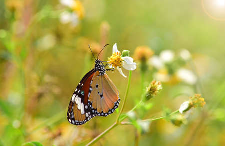 Butterfly Plain Tiger (Danaus Chrysippus) - Butterfly on a flower with a blur background. Butterflies isolatedの写真素材