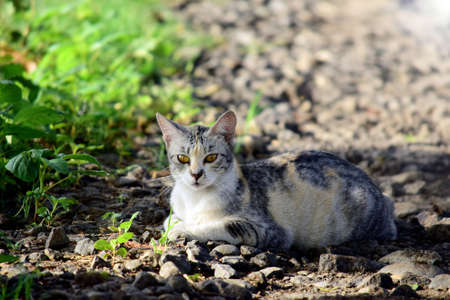 Cat in the grass, Cat is relaxing in the gardenの写真素材