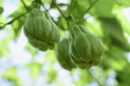 Chayote (Sechium edule) - Chayote on tree, Close up details of chayote, Chayote ready to harvest in the gardenの写真素材