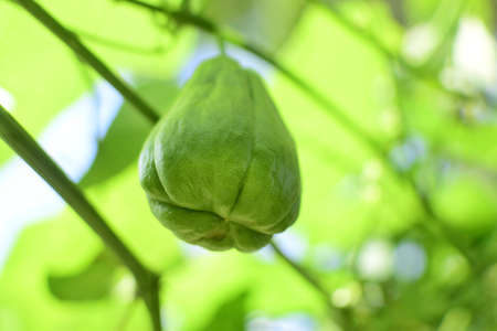 Chayote (Sechium edule) - Chayote on tree, Close up details of chayote, Chayote ready to harvest in the gardenの写真素材
