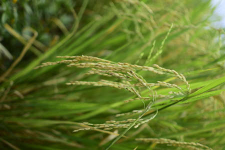 Rice fields - Close up details of rice seeds, Rice plants ready to be harvestedの写真素材