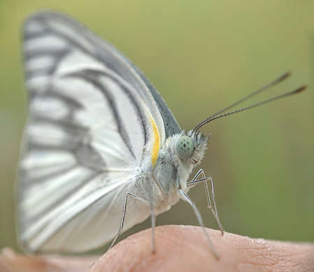 White Butterflies (Appias Olferna) - Isolated butterfly, Close up detail of white butterflyの写真素材