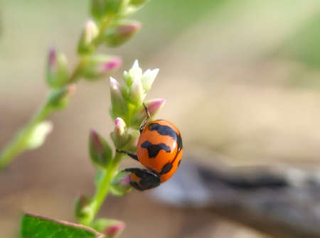 Red little beetles in the wild, Coccinella Transversalis or Transerve Ladybirdの写真素材