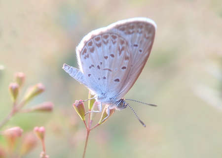 Butterfly (Zizeeria Knysna) - Close up detail of butterfly, Isolated butterfly, White butterfly perched above the flowerの写真素材