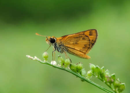 Skippers - Close up detail of  Skippers, Skippers in the wild with blur backgroundの写真素材