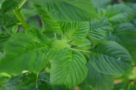 Spinach - Close up detail of spinach leaves, Fresh spinach leaves, Spinach leaves ready for harvestingの写真素材