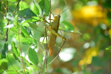Yellow grasshopper in a bush, Close up of grasshopper detailsの写真素材