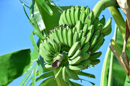Fresh green banana on the treeの写真素材